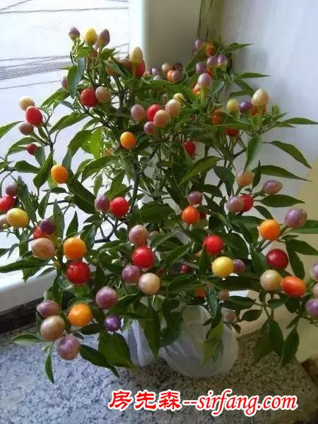 冬日里七彩的观赏盆栽，没有哪个比得上观赏椒