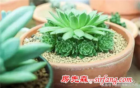 植物知道生命的答案