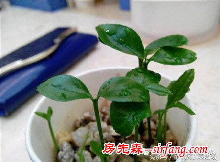 植物知道生命的答案