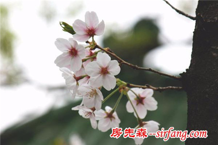 河州牡丹—樱花怎样扦插？