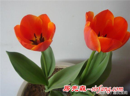 冬天家里适合养这些花，花色多变，花形秀丽，花期持续一冬天