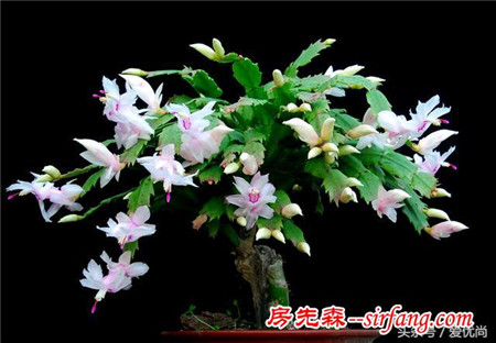 蟹爪兰养到花开爆盆的技巧