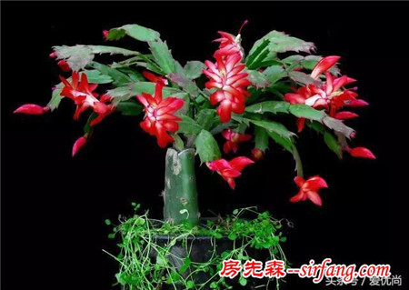 蟹爪兰养到花开爆盆的技巧