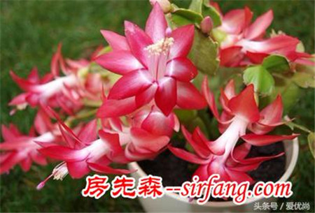 蟹爪兰养到花开爆盆的技巧