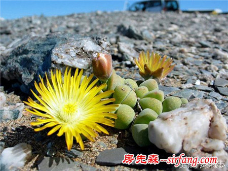 野生状态下的多肉植物