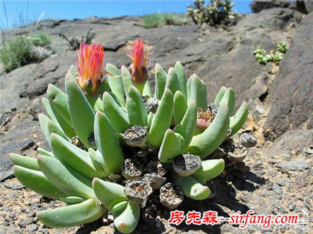 野生状态下的多肉植物