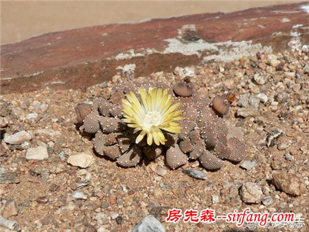 野生状态下的多肉植物