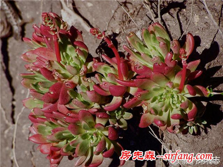 野生状态下的多肉植物