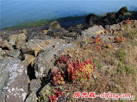 野生状态下的多肉植物