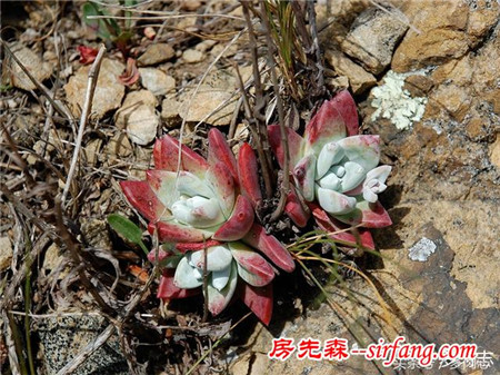 野生状态下的多肉植物