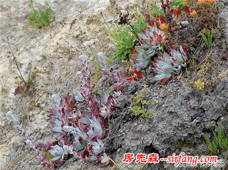 野生状态下的多肉植物