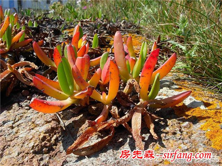 野生状态下的多肉植物