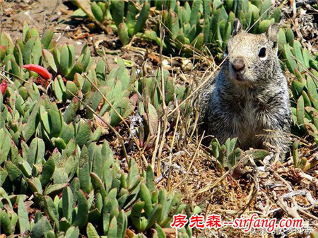 野生状态下的多肉植物