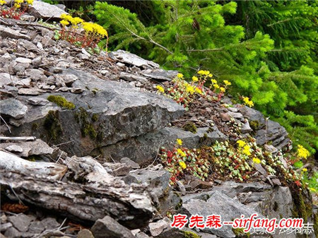 野生状态下的多肉植物