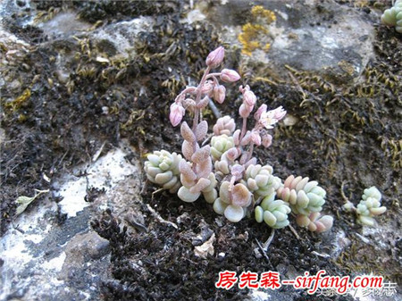 野生状态下的多肉植物