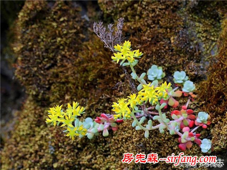 野生状态下的多肉植物