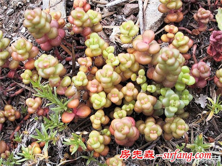 野生状态下的多肉植物