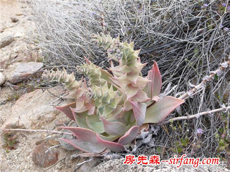 野生状态下的多肉植物