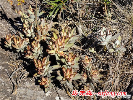 野生状态下的多肉植物