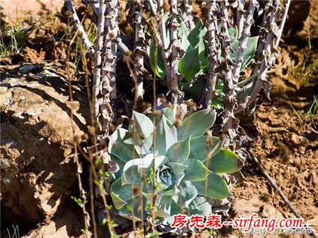 野生状态下的多肉植物