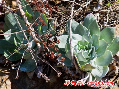 野生状态下的多肉植物