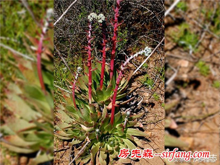 野生状态下的多肉植物