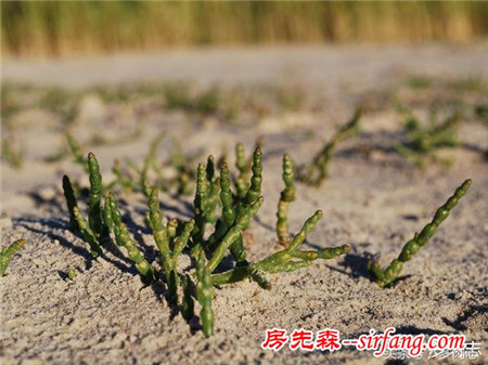 野生状态下的多肉植物