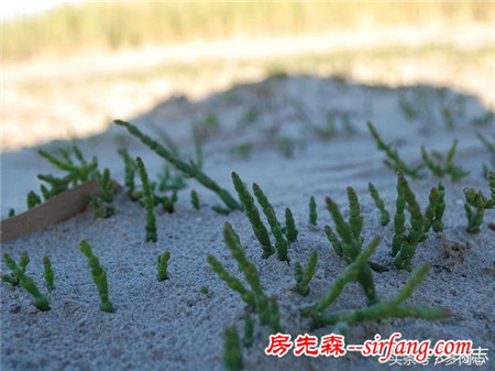 野生状态下的多肉植物