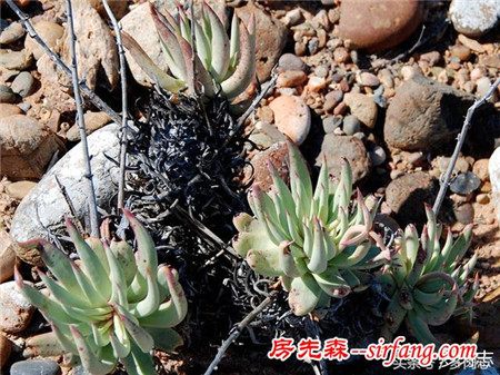 野生状态下的多肉植物