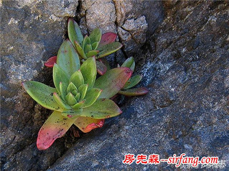 野生状态下的多肉植物