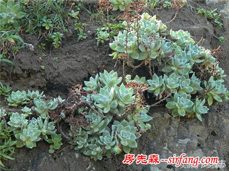 野生状态下的多肉植物