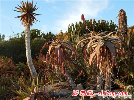 野生状态下的多肉植物