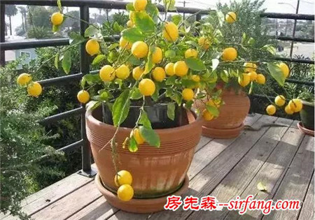 自家阳台种柠檬，不仅是盆栽，还能榨汁食用