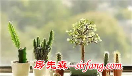 花草圈儿的10种“吸毒高手”，你家有吗？