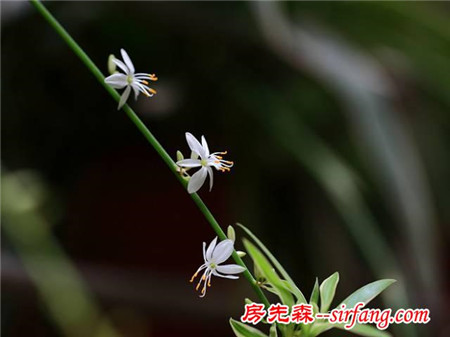 花草圈儿的10种“吸毒高手”，你家有吗？