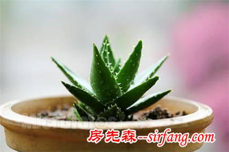 花草圈儿的10种“吸毒高手”，你家有吗？