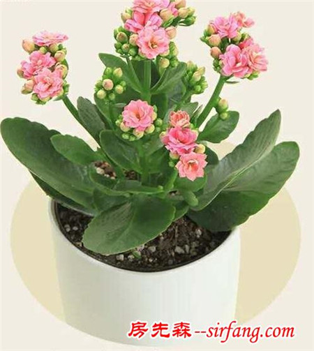 长寿花，教你几招养好它 健康又长寿