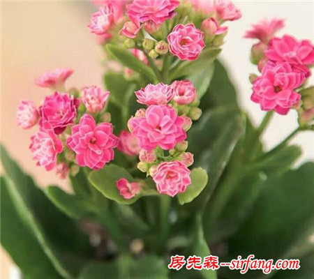 长寿花，教你几招养好它 健康又长寿