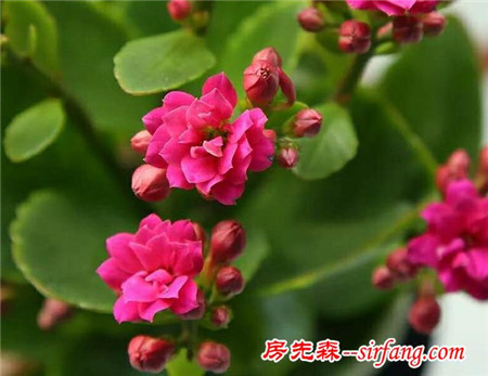 长寿花，教你几招养好它 健康又长寿