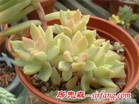 为什么你的叶插不成功，这些成活率最高的多肉植物你试了吗？