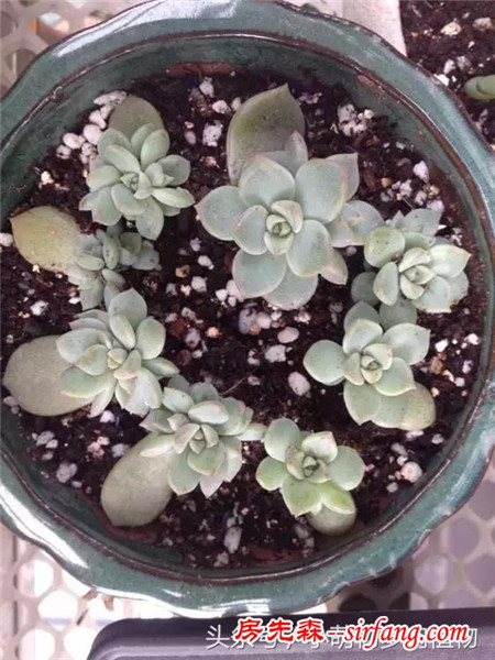 为什么你的叶插不成功，这些成活率最高的多肉植物你试了吗？
