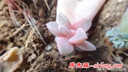 为什么你的叶插不成功，这些成活率最高的多肉植物你试了吗？