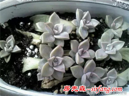 为什么你的叶插不成功，这些成活率最高的多肉植物你试了吗？
