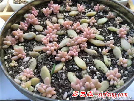 为什么你的叶插不成功，这些成活率最高的多肉植物你试了吗？