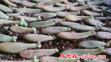 为什么你的叶插不成功，这些成活率最高的多肉植物你试了吗？