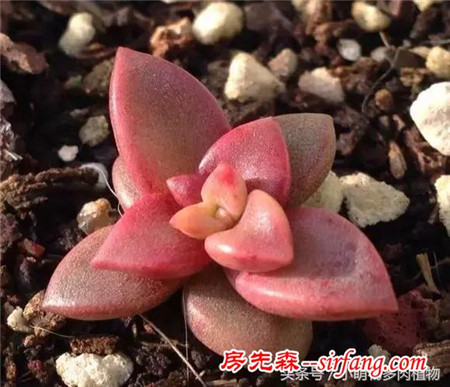 为什么你的叶插不成功，这些成活率最高的多肉植物你试了吗？