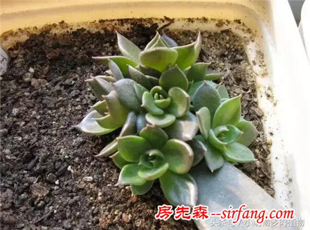 为什么你的叶插不成功，这些成活率最高的多肉植物你试了吗？