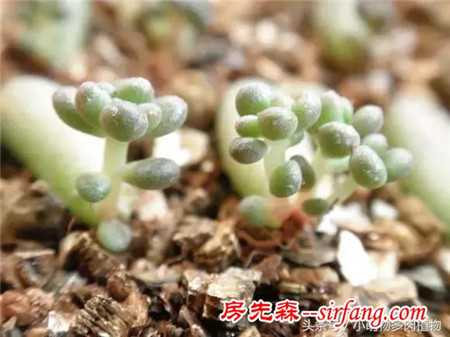 为什么你的叶插不成功，这些成活率最高的多肉植物你试了吗？