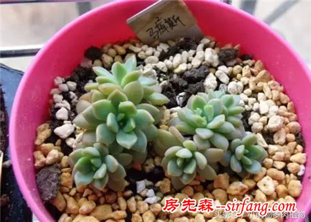 为什么你的叶插不成功，这些成活率最高的多肉植物你试了吗？