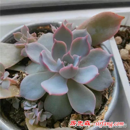 为什么你的叶插不成功，这些成活率最高的多肉植物你试了吗？